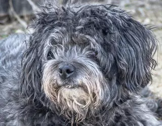 El Ayuntamiento de Boadilla ha recogido 160 animales abandonados en los primeros 5 meses del año