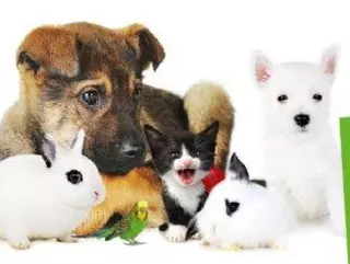 ﻿Boadilla ofrece talleres sobre tenencia responsable de animales de compañía