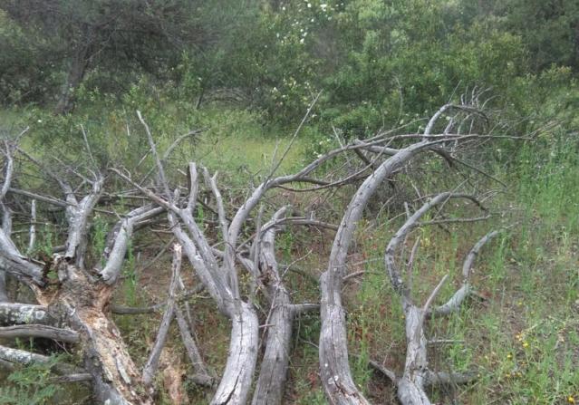 APB solicita la limpieza y desbroce de la parcela La Pinada al Ayuntamiento de Boadilla