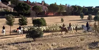 Las "ovejas bombero" pastan ya en Boadilla para prevenir los incendios forestales