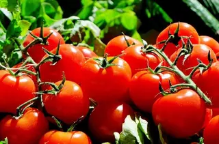 Boadilla será el primer municipio europeo 100% vegetariano