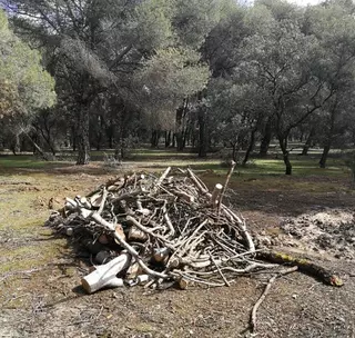 La Comunidad de Madrid iniciará los trabajos de limpieza  de La Pinada