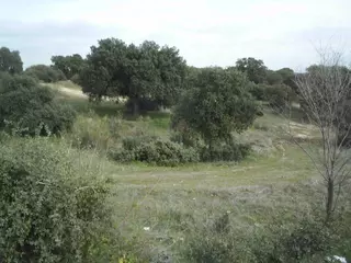 El PSOE de Boadilla pide la protección de las Vías Pecuarias del municipio ante el crecimiento urbanístico previsto