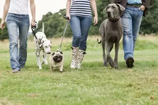 Boadilla estudia la instalación de un Centro Municipal de Protección de Animales