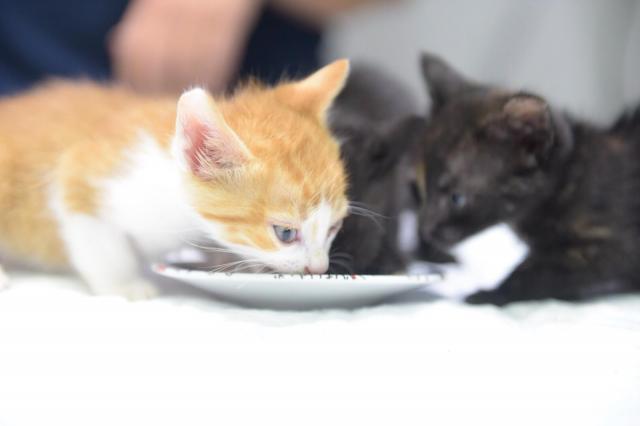 Boadilla pone en marcha un programa piloto de esterilización de gatos callejeros o asilvestrados

