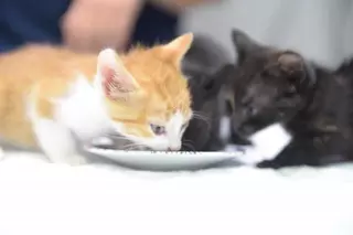 Boadilla pone en marcha un programa piloto de esterilización de gatos callejeros o asilvestrados

