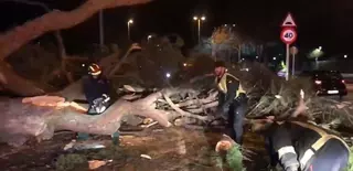 Dos heridos al caer un árbol sobre un coche en Boadilla