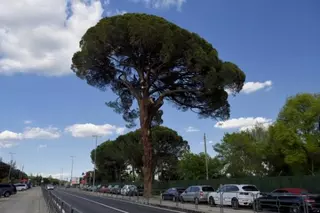 PSOE propone la plantación de un nuevo árbol 'en memoria' del Pino Centinela caído