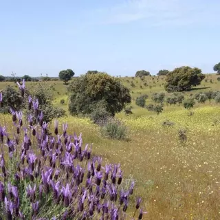El PSOE de Boadilla pide respuestas al Gobierno Municipal 
sobre la posible incursión urbanística en el Parque del 
Guadarrama