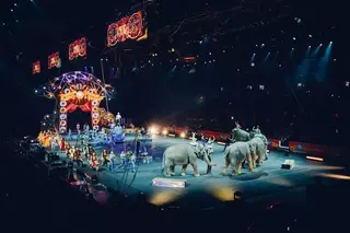 Beatriz Martínez volverá a solicitar al Ayuntamiento declarar Boadilla libre de circos con animales