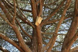 El Ayuntamiento coloca cien cajas-nido para murciélagos con el fin de controlar plagas de insectos