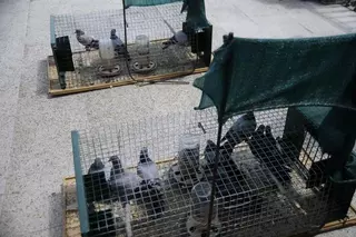 Campaña periódica de control de palomas en Boadilla