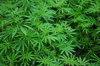 La Guardia Civil descubre en Villaviciosa de Odón una plantación de Marihuana oculta en un invernadero