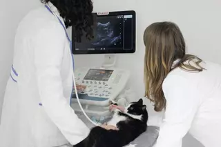Inaugura en Boadilla un nuevo centro veterinario: Abierto 12 horas, 7 días a la semana