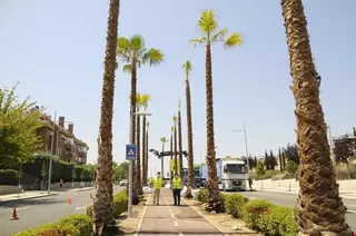 El Ayuntamiento de Boadilla comienza a plantar palmeras en la avenida Infante D. Luis