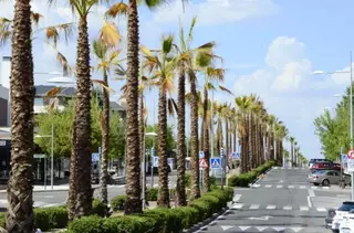 Finaliza la plantación de las primeras 130 palmeras en Infante D. Luis