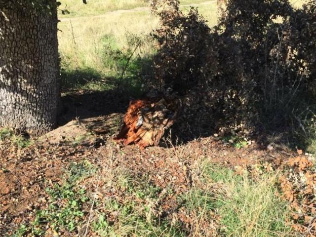 El PSOE reclama información acerca de la "caída y muerte" de varias encinas del monte de Boadilla
