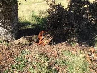 El PSOE reclama información acerca de la "caída y muerte" de varias encinas del monte de Boadilla