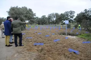 Boadilla plantará más de 30.000 árboles y arbustos para regenerar diversas zonas del monte