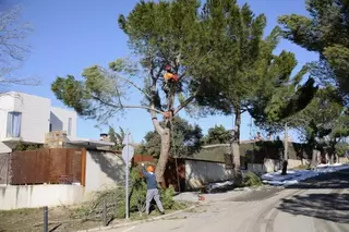 Continúa la retirada de árboles y ramas, y la poda de los más afectados por el temporal