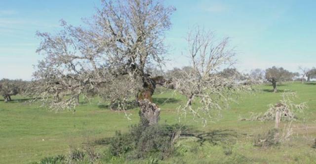 Rechazada la moción de Vox en la que pedía investigar la existencia de la "seca de la encina" en el Monte de Boadilla