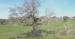 Rechazada la moción de Vox en la que pedía investigar la existencia de la "seca de la encina" en el Monte de Boadilla