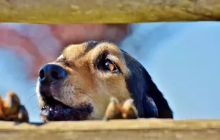 IU Boadilla exige la retirada del proyecto de ordenanza sobre animales de compañía