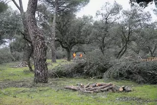 Abierta la inscripción para recoger leña procedente de los árboles del monte afectados por el temporal