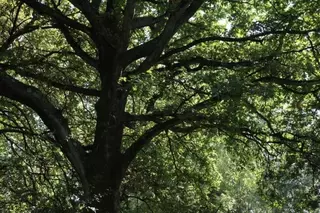 Los niños nacidos en 2019 y 2020 podrán tener un árbol en Boadilla que recuerde su nacimiento