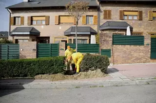 Comienza la campaña de reposición de arbolado viario en Boadilla