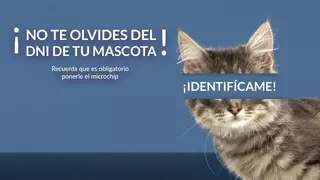 El Ayuntamiento inicia una campaña de concienciación para identificar con microchip a todos los animales de compañía