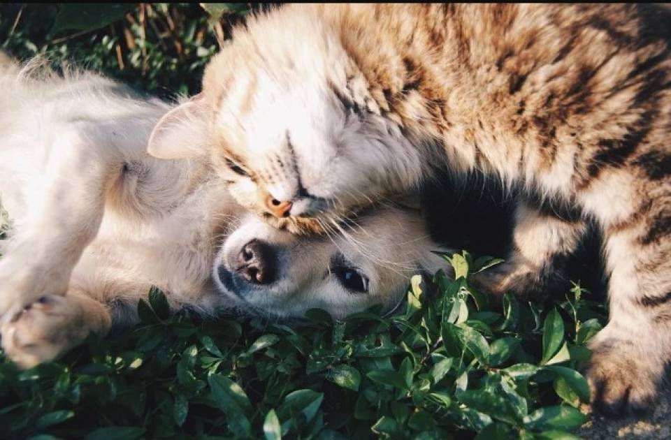 AdoptaBoadilla, la web que fomenta la adopción de perros y gatos recogidos por el servicio de protección municipal