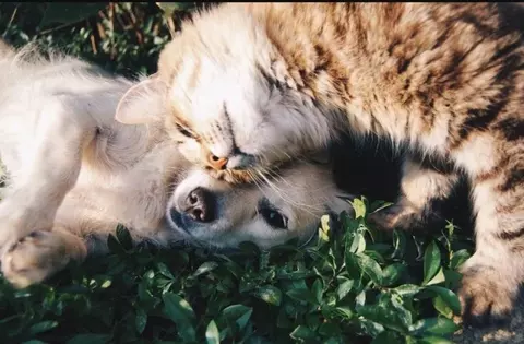 AdoptaBoadilla, la web que fomenta la adopción de perros y gatos recogidos por el servicio de protección municipal