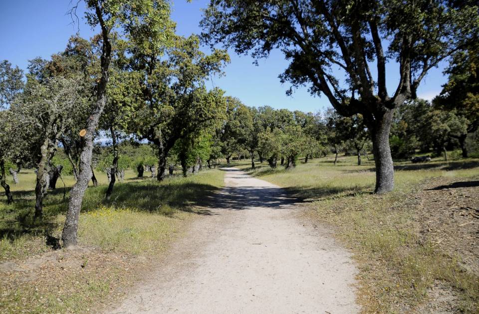 Concluyen los trabajos de limpieza en zonas del monte para prevenir incendios forestales 