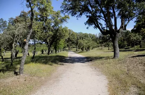 Concluyen los trabajos de limpieza en zonas del monte para prevenir incendios forestales 