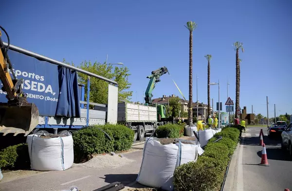 La Avenida Infante D. Luis lucirá 110 nuevas palmeras