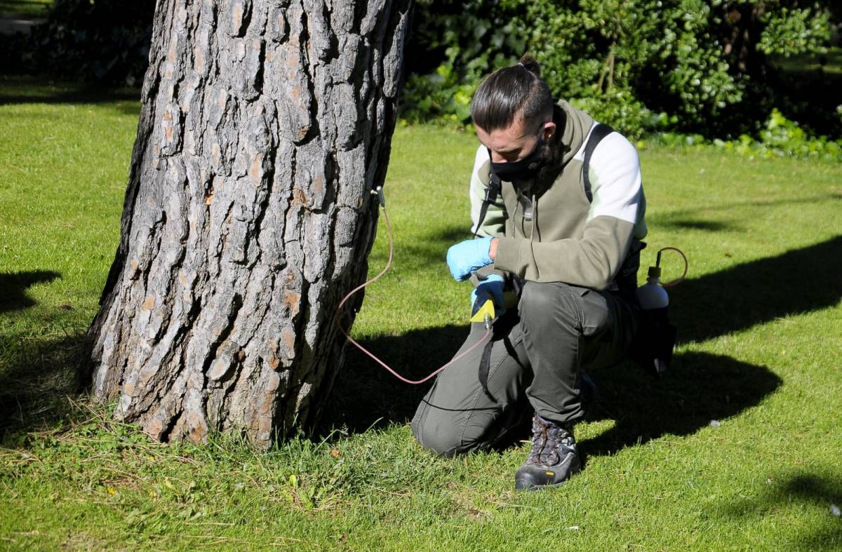 Boadilla aplica la endoterapia a más de 800 pinos para evitar plagas de oruga procesionaria