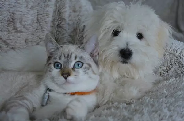 Boadilla premia a los vecinos que inscriban a sus mascotas en el censo de animales domésticos