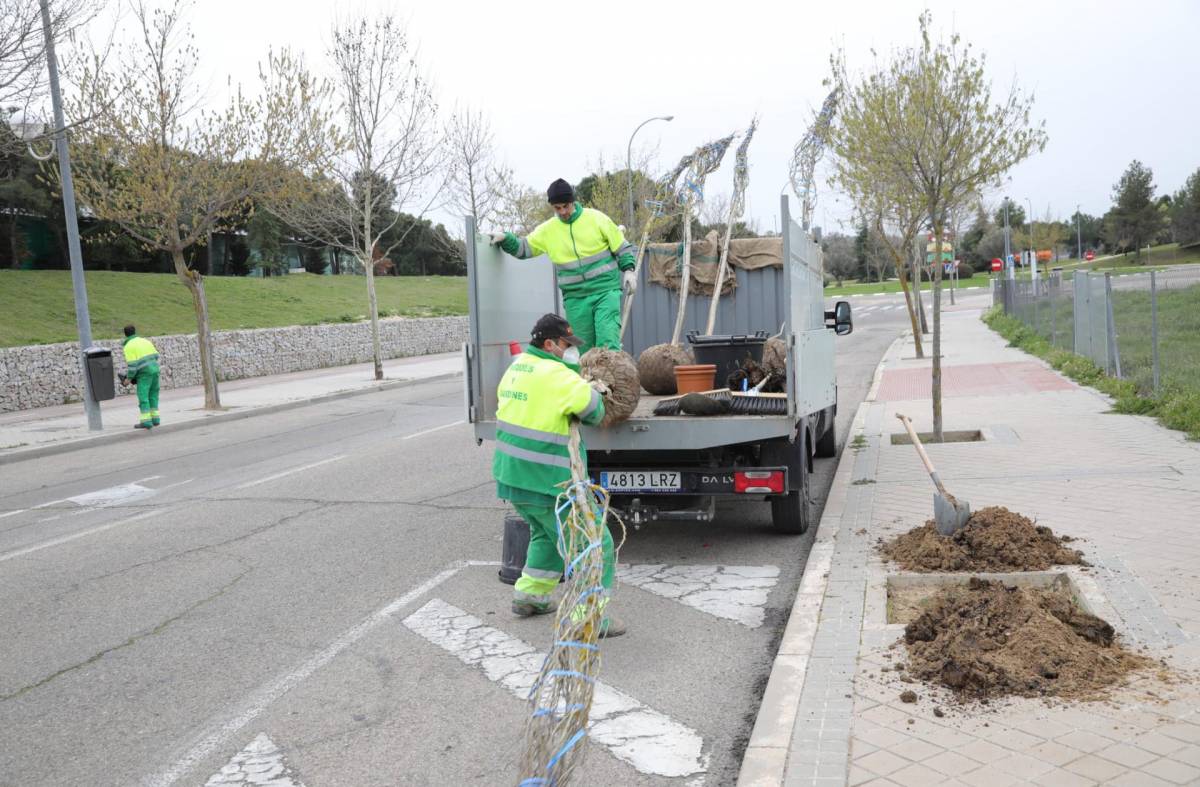 En marcha una nueva campaña de reposición del arbolado en Boadilla 