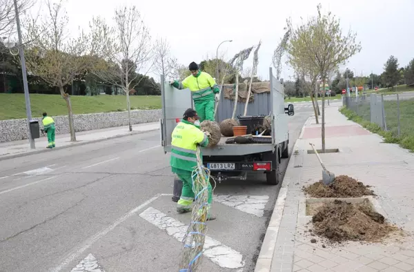 En marcha una nueva campaña de reposición del arbolado en Boadilla 