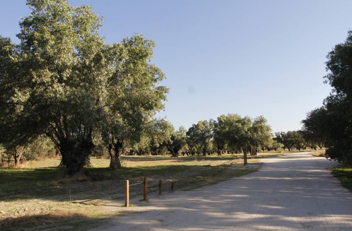 GREFA propone actividades y talleres sobre la flora, fauna y biodiversidad en el monte de Boadilla