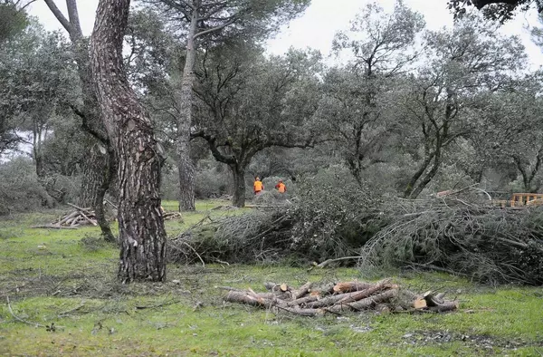 El Ayuntamiento de Boadilla repartirá entre los vecinos la leña que aún queda procedente de la limpieza del monte