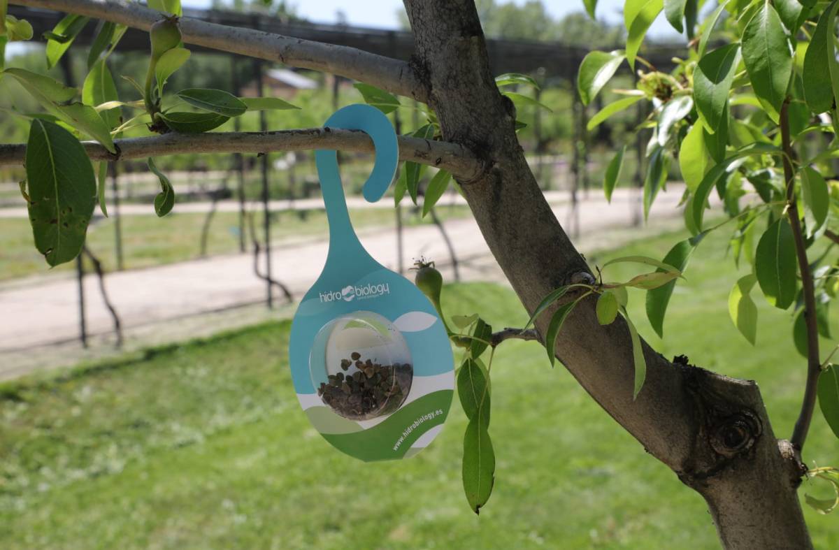El Ayuntamiento suelta 10.000 insectos beneficiosos en las huertas del Palacio para controlar las plagas