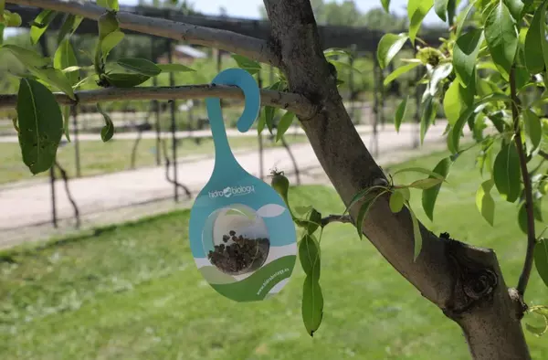 El Ayuntamiento suelta 10.000 insectos beneficiosos en las huertas del Palacio para controlar las plagas