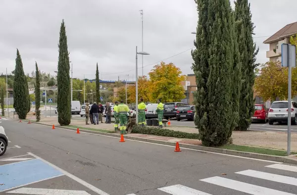 Boadilla renueva sus árboles con la plantación de 1000 ejemplares