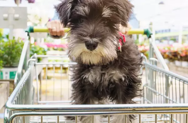 El Centro Oeste de Majadahonda ya es Pet Friendly