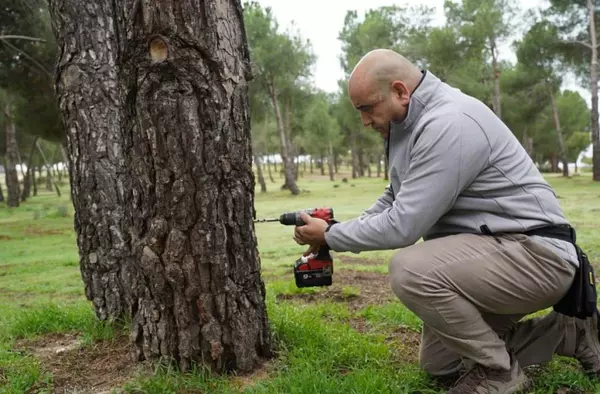 Más de mil pinos de Boadilla son tratados con endoterapia para evitar la oruga procesionaria