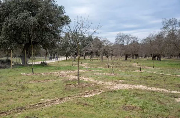 Finaliza la plantación de 1.000 fresnos en la vega del Arroyo de la Fresneda