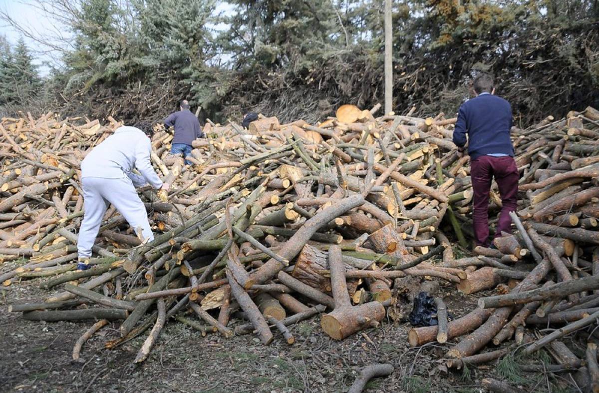 El Ayuntamiento de Boadilla repartirá el próximo 17 de marzo la leña procedente de la limpieza del monte