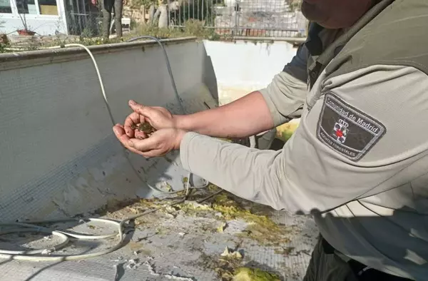 Rescatan 30 ranas de una piscina abandonada de Boadilla